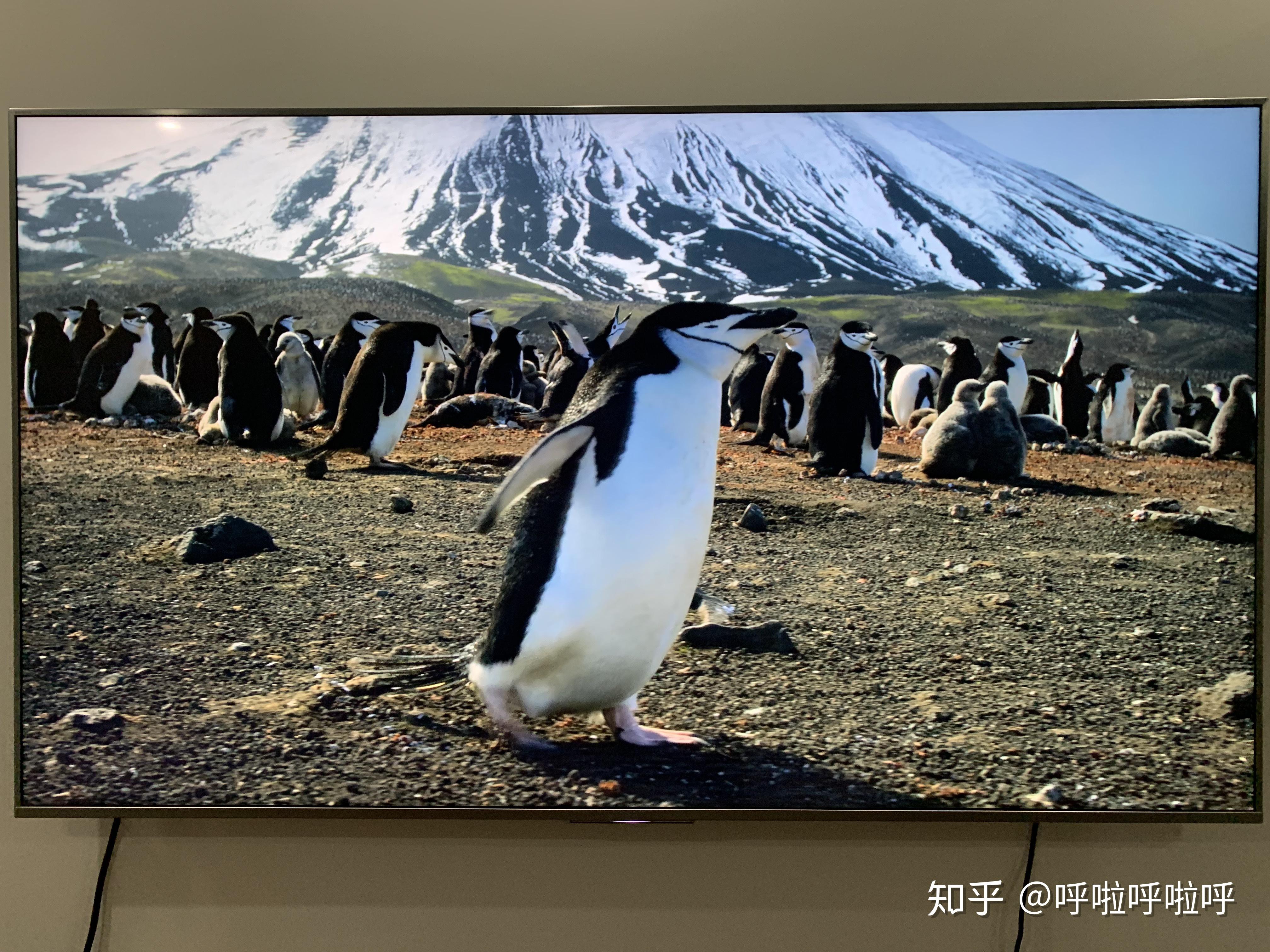 纪录片旅行NHK寻味放映厅